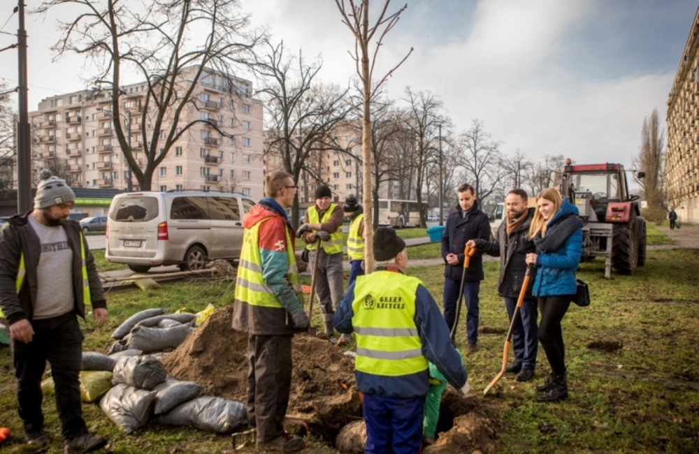 1200 nowych drzew przy stołecznych ulicach