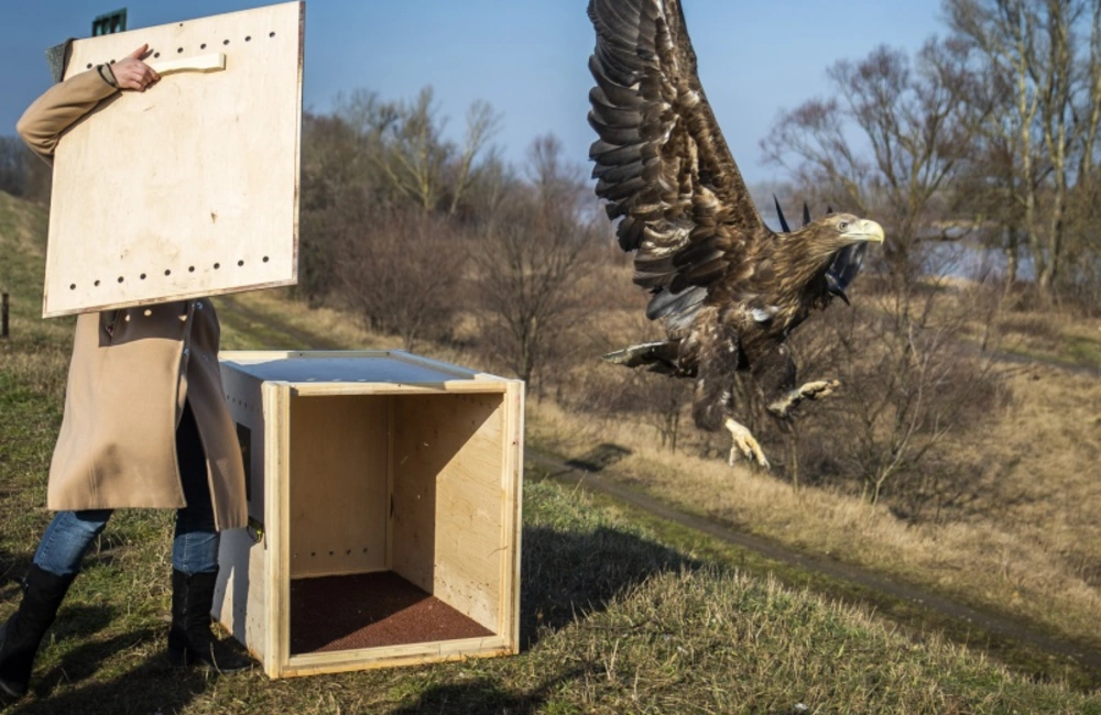 Bielik powrócił nad Wisłę
