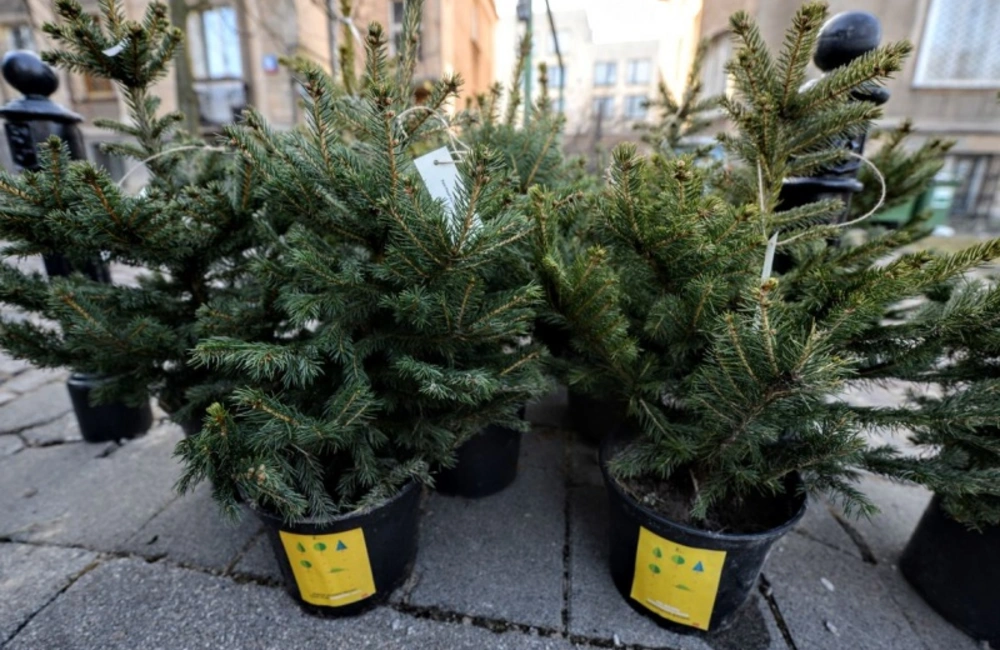Zbiórka poświątecznych choinek
