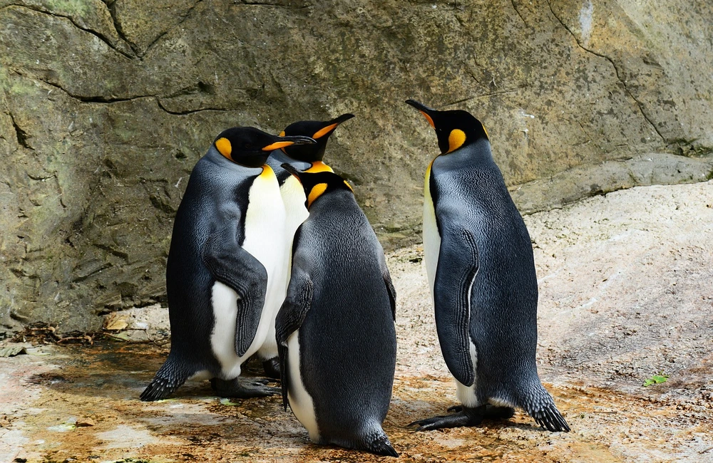 W warszawskim ZOO powstanie nowy pawilon dla pingwinów