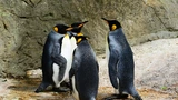 W warszawskim ZOO powstanie nowy pawilon dla pingwinów fot. Pixabay 