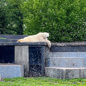 Warszawskie ZOO  - Warszawa, Inne