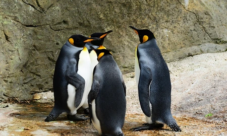 W warszawskim ZOO powstanie nowy pawilon dla pingwinów fot. Pixabay 