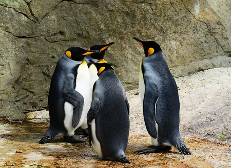 W warszawskim ZOO powstanie nowy pawilon dla pingwinów fot. Pixabay 