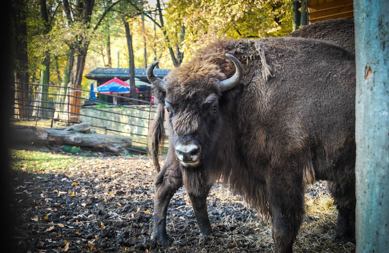 Szereg atrakcji w Kampinoskim Parku Narodowym