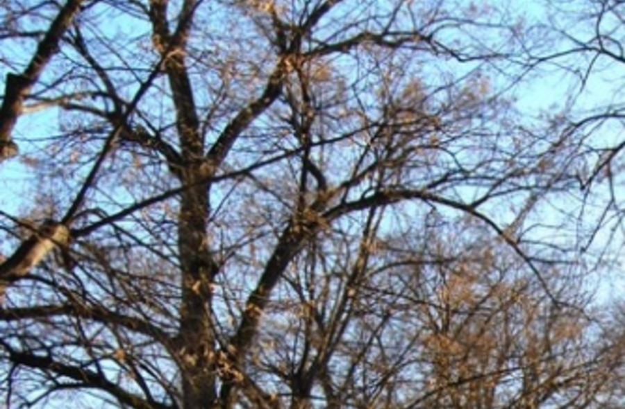 Fot. Archiwum Wawa.net.pl